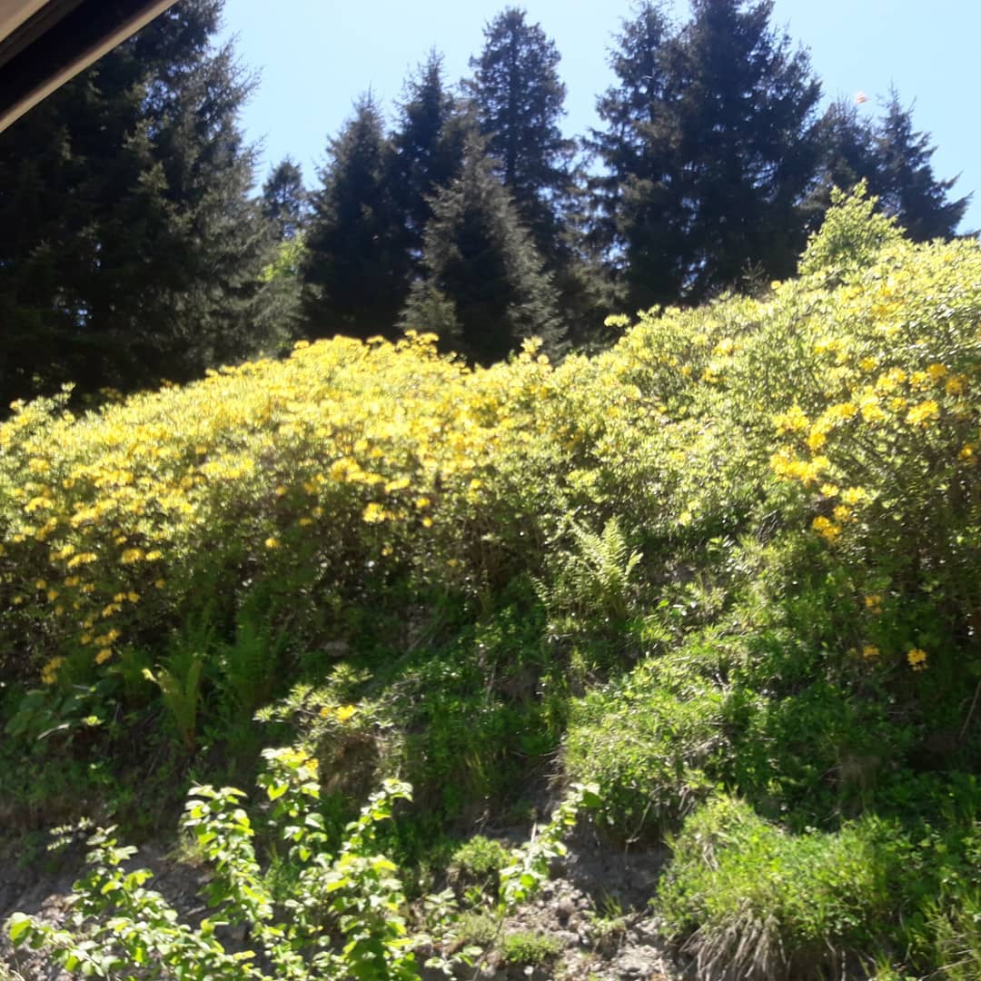 MAÇKA, HOCAMEZARI YAYLASI