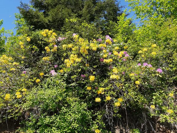 MAÇKA, HOCAMEZARI YAYLASI