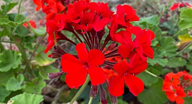 BAHARDAN ESİNTİLER