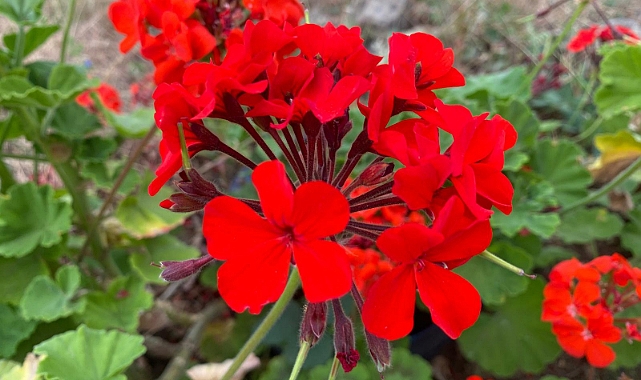 BAHARDAN ESİNTİLER