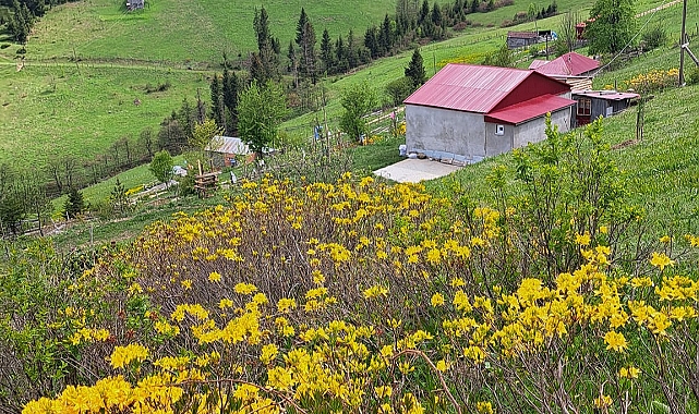 KARADENİZ YAYLALARI