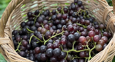 ORTAHİSAR BELEDİYESİ, KOKULU ÜZÜMLERİ ÜRETİME KAZANDIRIYOR