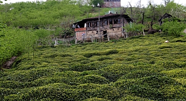 ÇAY SEKTÖRÜNDE SÖZLEŞMELİ TARIM VE LİSANSLI ÜRETİM”…