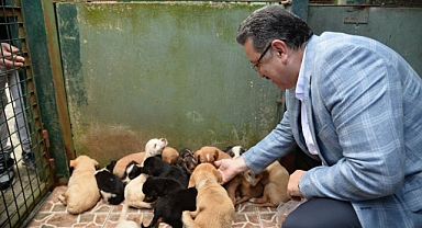 BÜYÜKŞEHİR BELEDİYESİ 942 KÖPEĞİ SAHİPLENDİRD