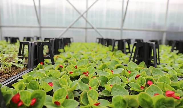 AKÇAABAT BELEDİYESİ’NDEN 100 BİN ÇİÇEKLİ PEYZAJ HAMLESİ