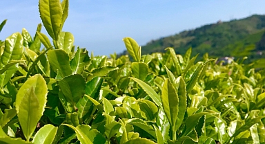 ÇAY VAKTİ YAKLAŞTI, BAHÇELER ŞENLENMEYE BAŞLADI!