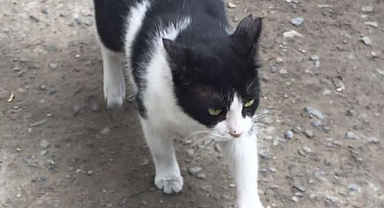 HAYVANSEVERLER MASKOT ‘’ SMOKİNİ’’ ARIYOR