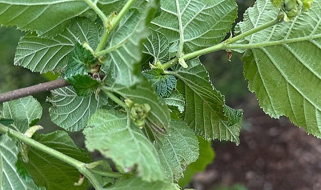 FINDIK İŞÇİSİNİN YEVMİYESİ BELİRLENDİ: