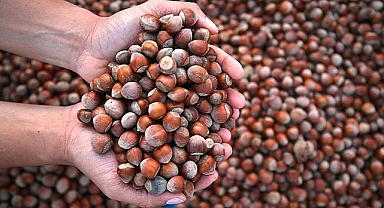 TRABZON’DA FINDIK FİYATLARI DÜŞTÜ: ÜRETİCİ BEKLEMEYE GEÇTİ