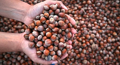 TRABZON’DA FINDIK FİYATLARI YERİNDE SAYDI