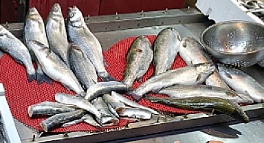 FIRTINA SONRASI BALIK TEZGAHLARINDA “TAZELİK” TARTIŞMASI