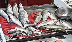 FIRTINA SONRASI BALIK TEZGAHLARINDA “TAZELİK” TARTIŞMASI