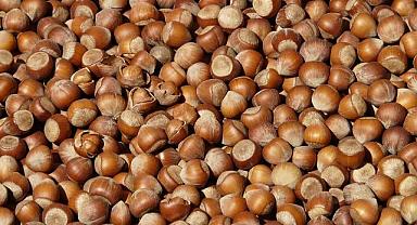 FINDIK NEDEN KAJUDAN PAHALI? TRABZON’DA FİYAT TARTIŞMASI