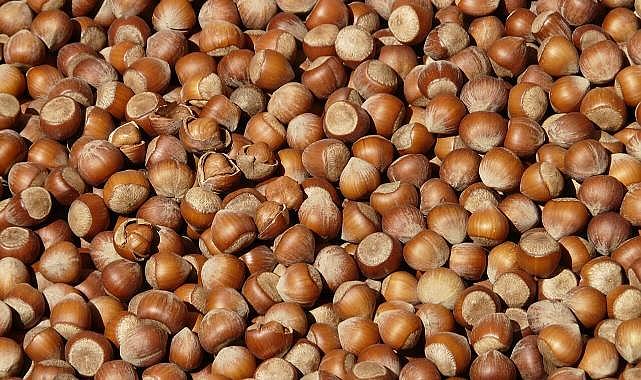 FINDIK NEDEN KAJUDAN PAHALI? TRABZON’DA FİYAT TARTIŞMASI