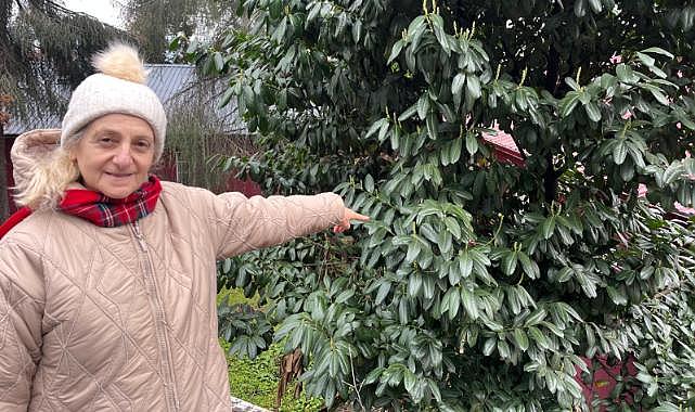 ŞAP HASTALIĞINA KARAYEMİŞLİ ÇÖZÜM