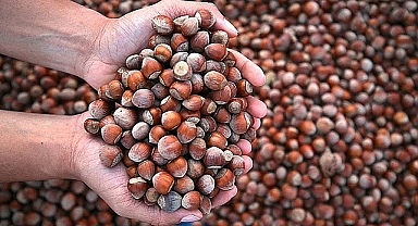 TRABZON’DA FINDIK FİYATLARI AÇIKLANDI: 14 MART’TA GÜNCEL RAKAMLAR BELLİ OLDU