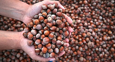 TRABZON’DA FINDIK FİYATLARI DEĞİŞMİYOR: TMO’DAN YENİ AÇIKLAMA GELMEDİ