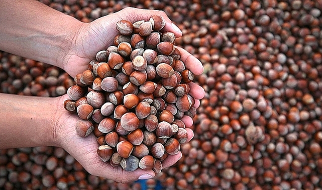 TRABZON’DA FINDIK FİYATLARI DEĞİŞMİYOR: TMO’DAN YENİ AÇIKLAMA GELMEDİ