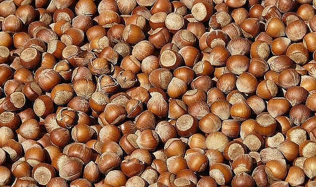 TRABZON’DA FINDIK FİYATLARINDA DİKKAT ÇEKEN FARK