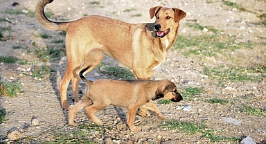 TRABZON’DA SOKAK KÖPEKLERİ SORUNU: GÜVENLİ ALANLAR İHTİYACI ÖNE ÇIKIYOR