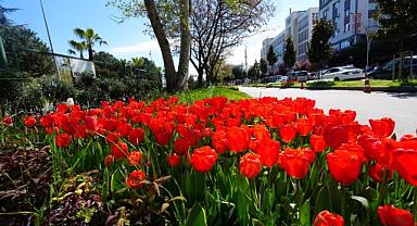 AKÇAABAT BELEDİYESİ ÇİÇEKLERİNİ KENDİ SERALARINDA ÜRETİYOR