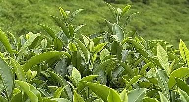 ÇAYKUR YAŞ ÇAY ALIMLARINA 1 GÜN ARA VERDİ