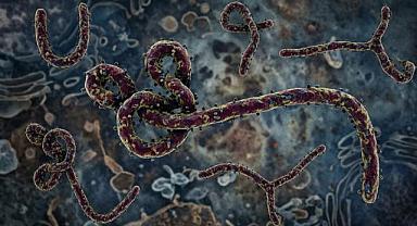 DSÖ’DEN EBOLA UYARISI: VAKA SAYISI AÇIKLANANDAN FAZLA OLABİLİR